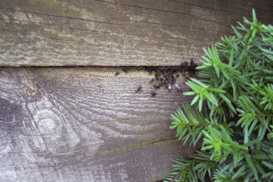 Swarming Carpenter Ants