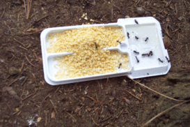 Carpenter Ants on Gel and Granular Baits